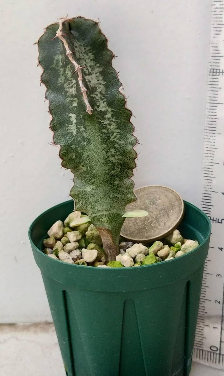 Amazon.co.jp: 実生 Euphorbia robecchii 原種 ユーフォルビア